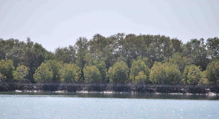 Mangroves_along_Karachi_Coast